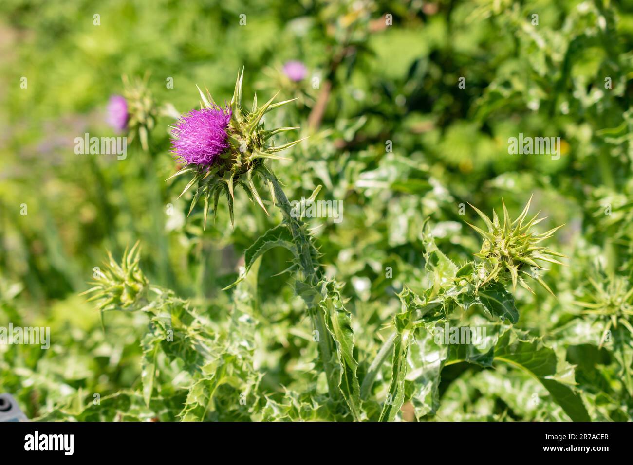 Zurigo (Svizzera), 22 maggio 2023 Thistle di Marys o Silybum Marianum presso il giardino botanico Foto Stock