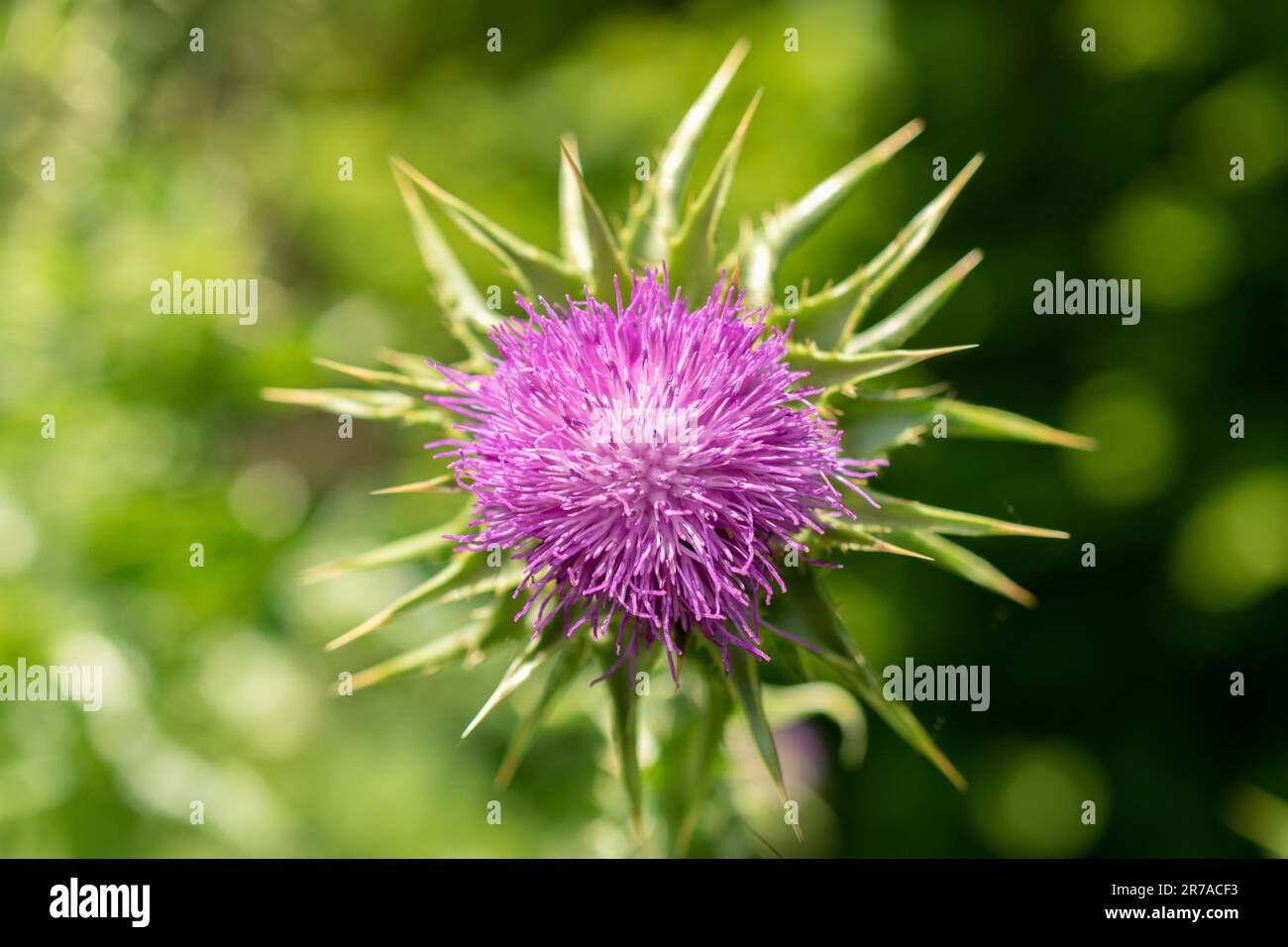 Zurigo (Svizzera), 22 maggio 2023 Thistle di Marys o Silybum Marianum presso il giardino botanico Foto Stock