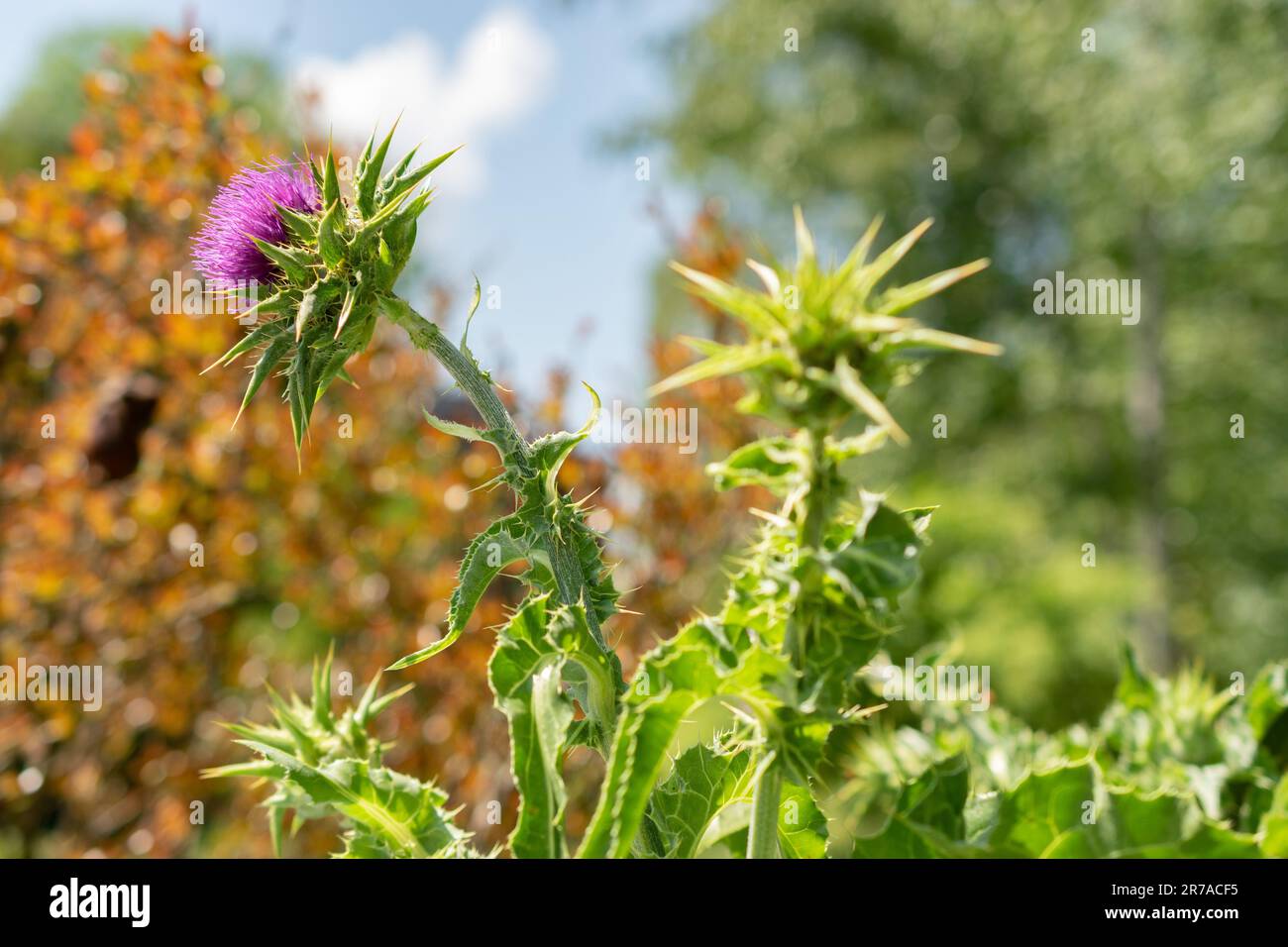 Zurigo (Svizzera), 22 maggio 2023 Thistle di Marys o Silybum Marianum presso il giardino botanico Foto Stock