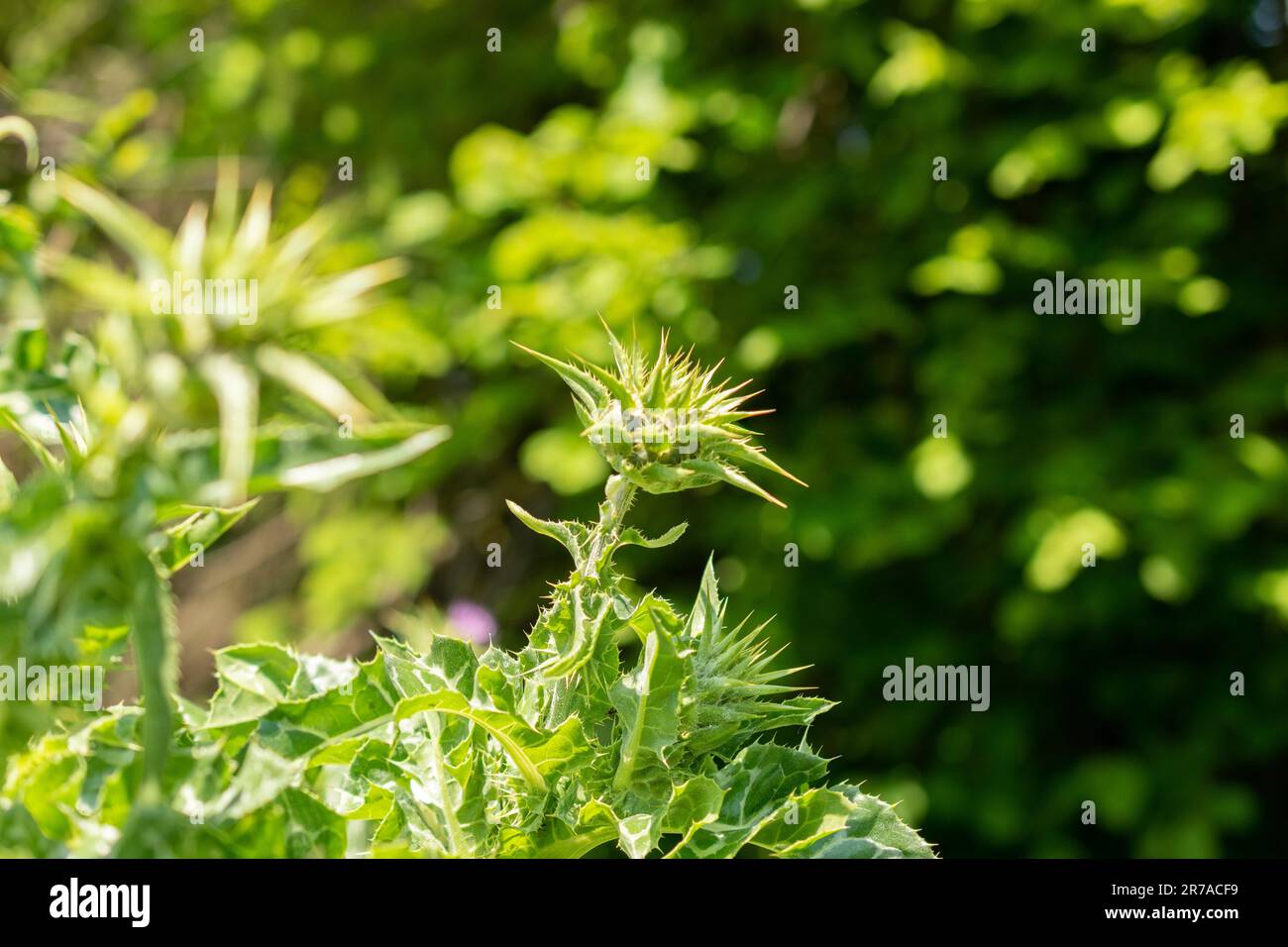 Zurigo (Svizzera), 22 maggio 2023 Thistle di Marys o Silybum Marianum presso il giardino botanico Foto Stock