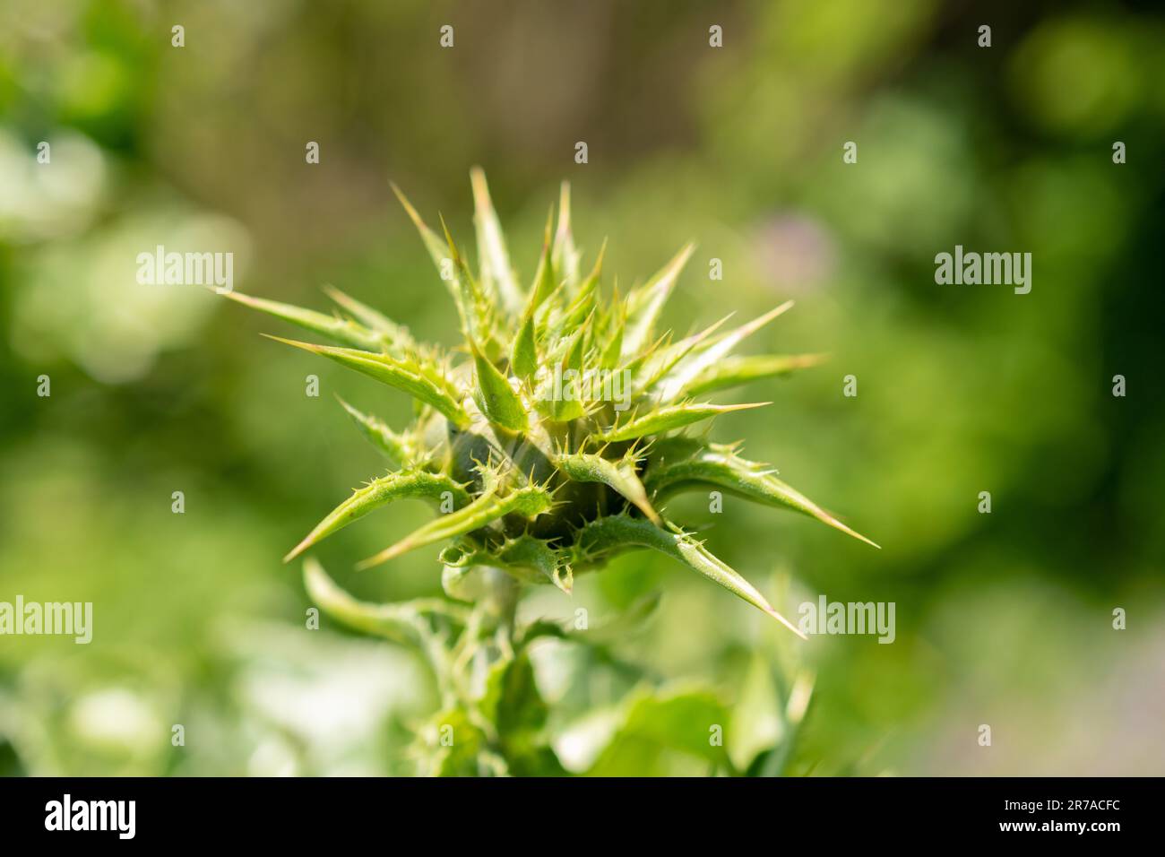 Zurigo (Svizzera), 22 maggio 2023 Thistle di Marys o Silybum Marianum presso il giardino botanico Foto Stock
