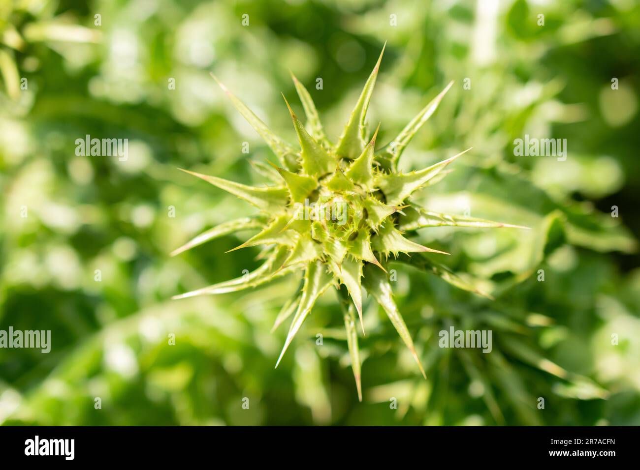 Zurigo (Svizzera), 22 maggio 2023 Thistle di Marys o Silybum Marianum presso il giardino botanico Foto Stock