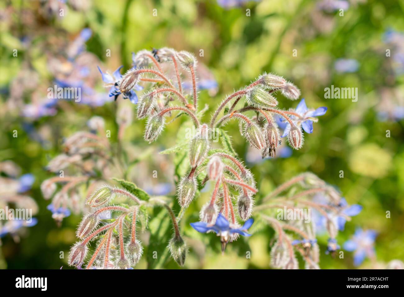 Zurigo (Svizzera), 22 maggio 2023 Stella fiore o Borago officinalis presso il giardino botanico Foto Stock