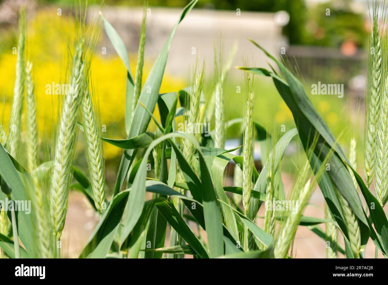 Zurigo, Svizzera, 22 maggio 2023 Pasta grano o Triticum Durum pianta presso il giardino botanico Foto Stock