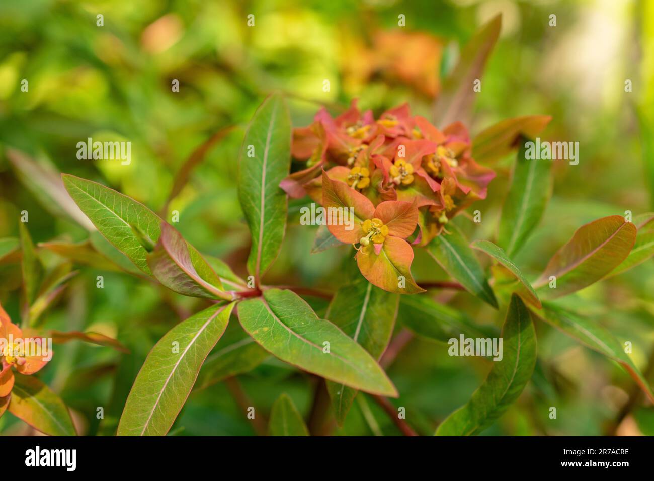 Zurigo, Svizzera, 22 maggio 2023 Griffiths sprurge o Euphorbia Griffithii al giardino botanico Foto Stock