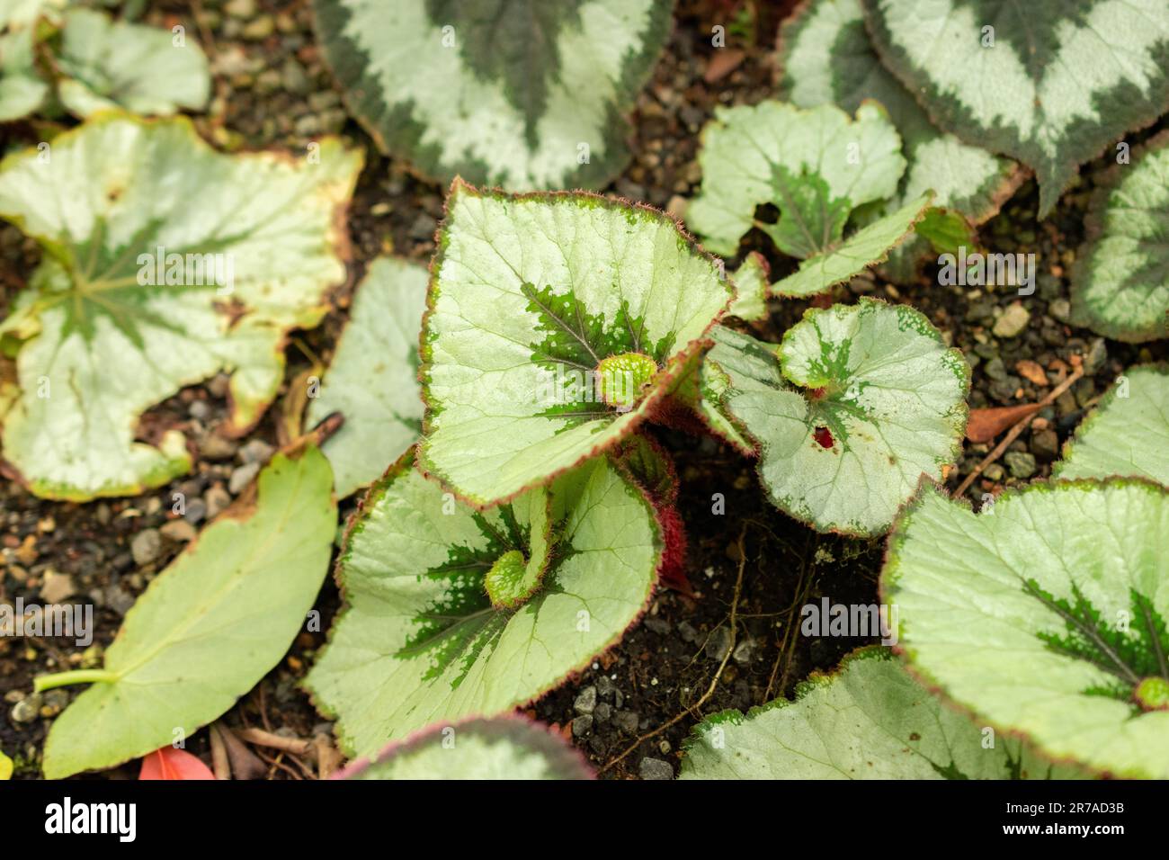 Zurigo, Svizzera, 22 maggio 2023 Begonia Rex o Re Begonia nel giardino botanico Foto Stock