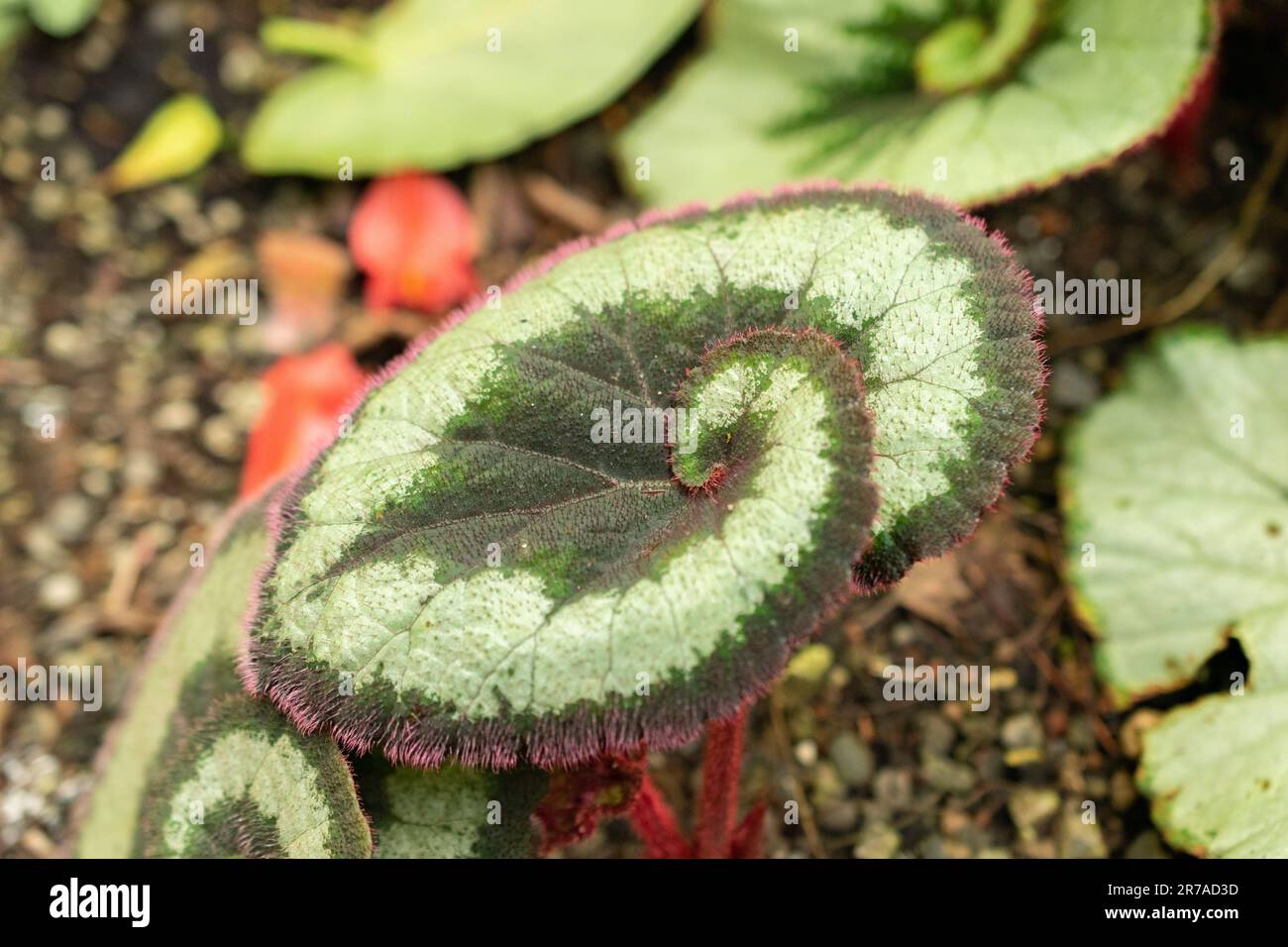 Zurigo, Svizzera, 22 maggio 2023 Begonia Rex o Re Begonia nel giardino botanico Foto Stock