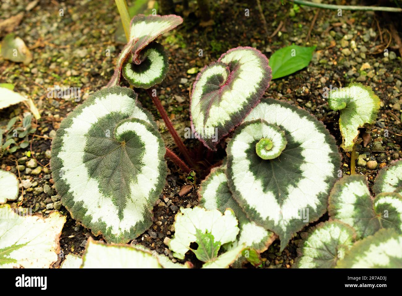Zurigo, Svizzera, 22 maggio 2023 Begonia Rex o Re Begonia nel giardino botanico Foto Stock