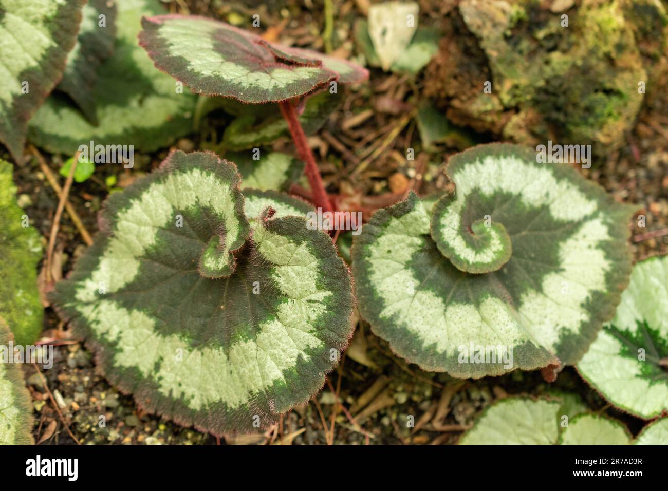 Zurigo, Svizzera, 22 maggio 2023 Begonia Rex o Re Begonia nel giardino botanico Foto Stock