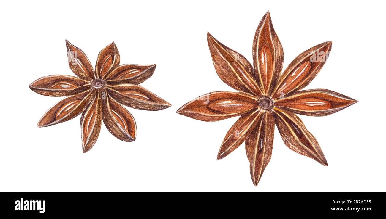 Anise Star realistica isolato su sfondo bianco. Acquerello illustrazione botanica per la decorazione del menu, negozi di spezie, saluti, adesivi Foto Stock