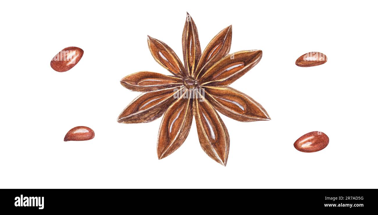 Acquerello stella anice semi isolati su sfondo bianco. Illustrazione botanica per la decorazione del menu, biglietti di Natale e Capodanno, design del libro Foto Stock