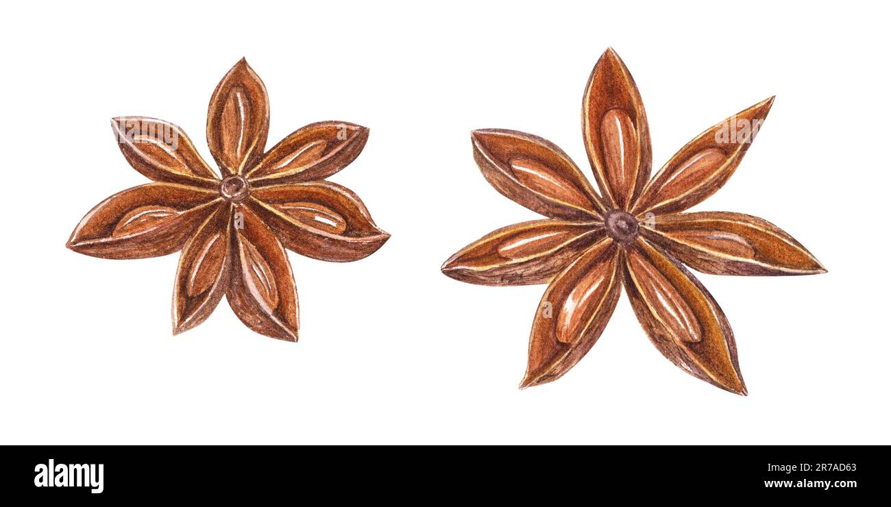 Anice stellato isolato su sfondo bianco. Acquerello illustrazione botanica per la decorazione del menu, negozi di spezie, saluti, adesivi Foto Stock