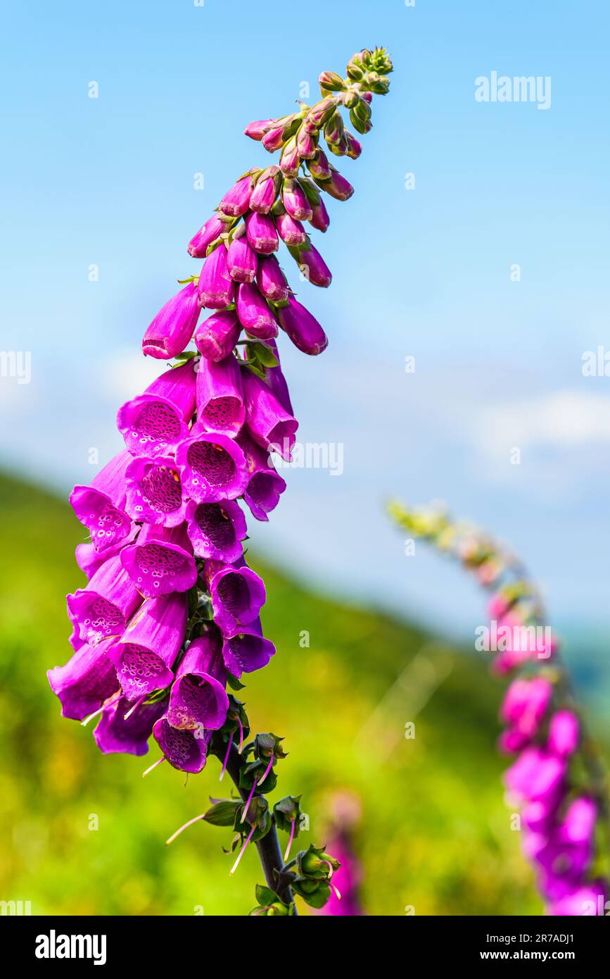 Fiori rosa di Foxglove, guanto della signora, porpora digitale Foto Stock