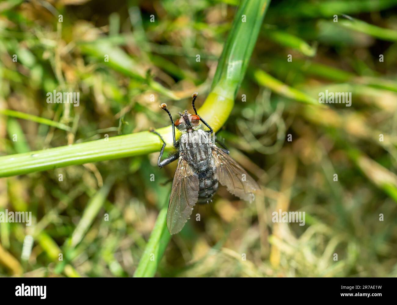 vola sulla macro dell'erba Foto Stock