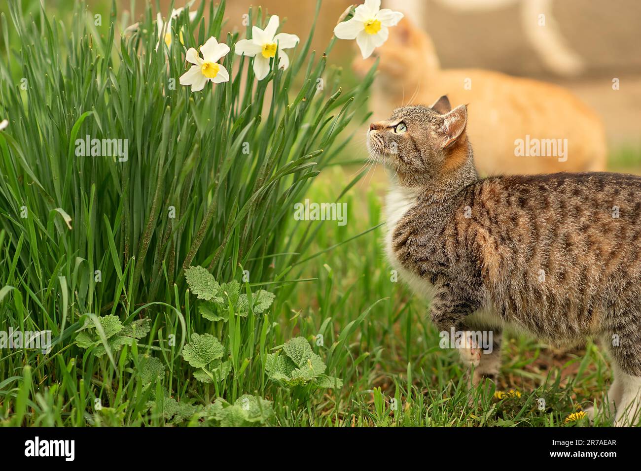 una casa incinta, a strisce gatto studia i fiori bianchi primaverili di narcisi, si è avvicinata a loro, vuole sentirli, il gatto scopre nuove sensazioni Foto Stock
