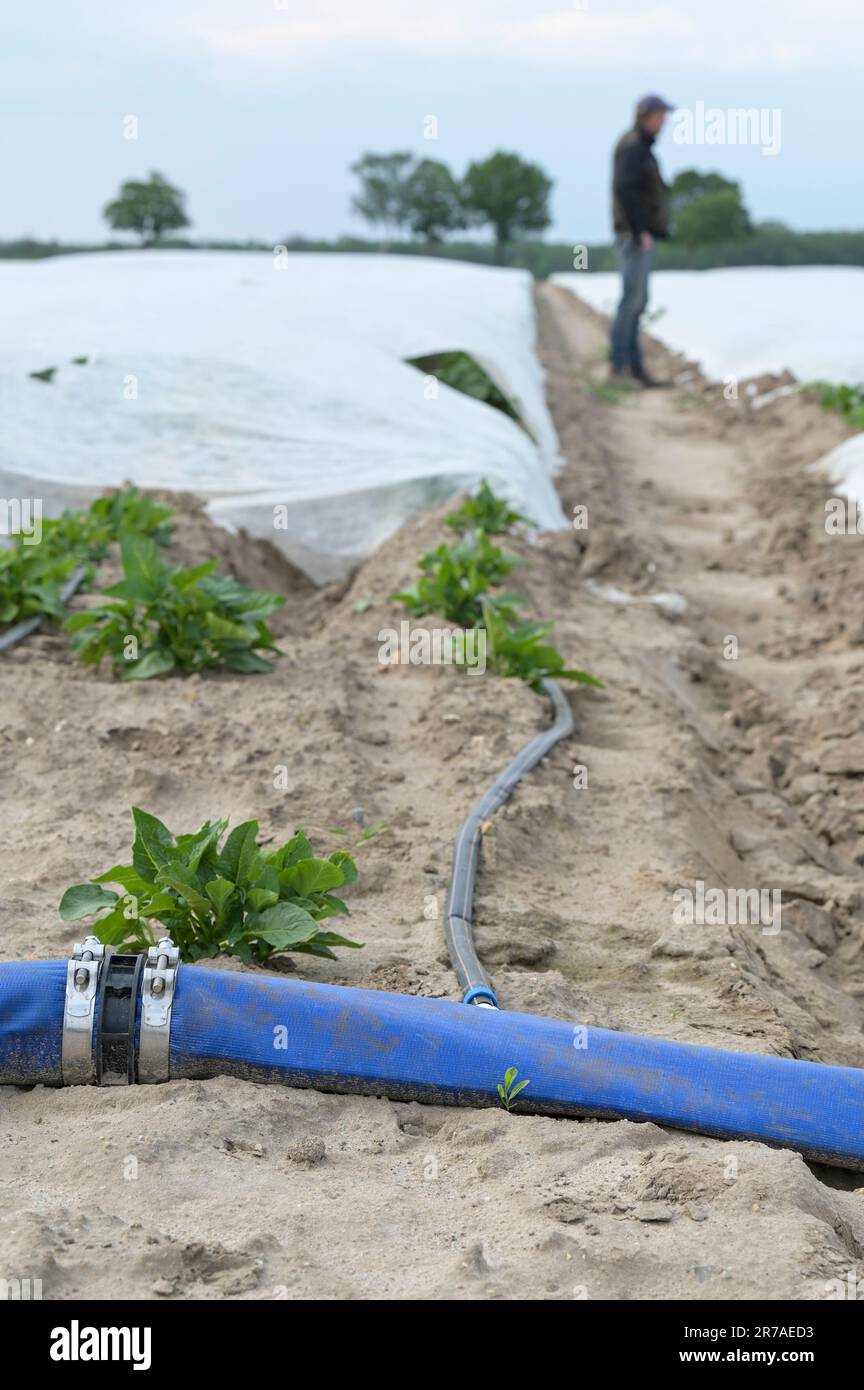 GERMANIA, coltivazione di patate con lamina di plastica e irrigazione a goccia per adottare siccità e cambiamenti climatici / DEUTSCHLAND, Gifhorn, Kartoffelanbau, effiziente Wassernutzung als Antwort auf den Klimawandel, Frühkartoffeln mit Folien-Abdeckung und Tröpfchenbewässerung Foto Stock