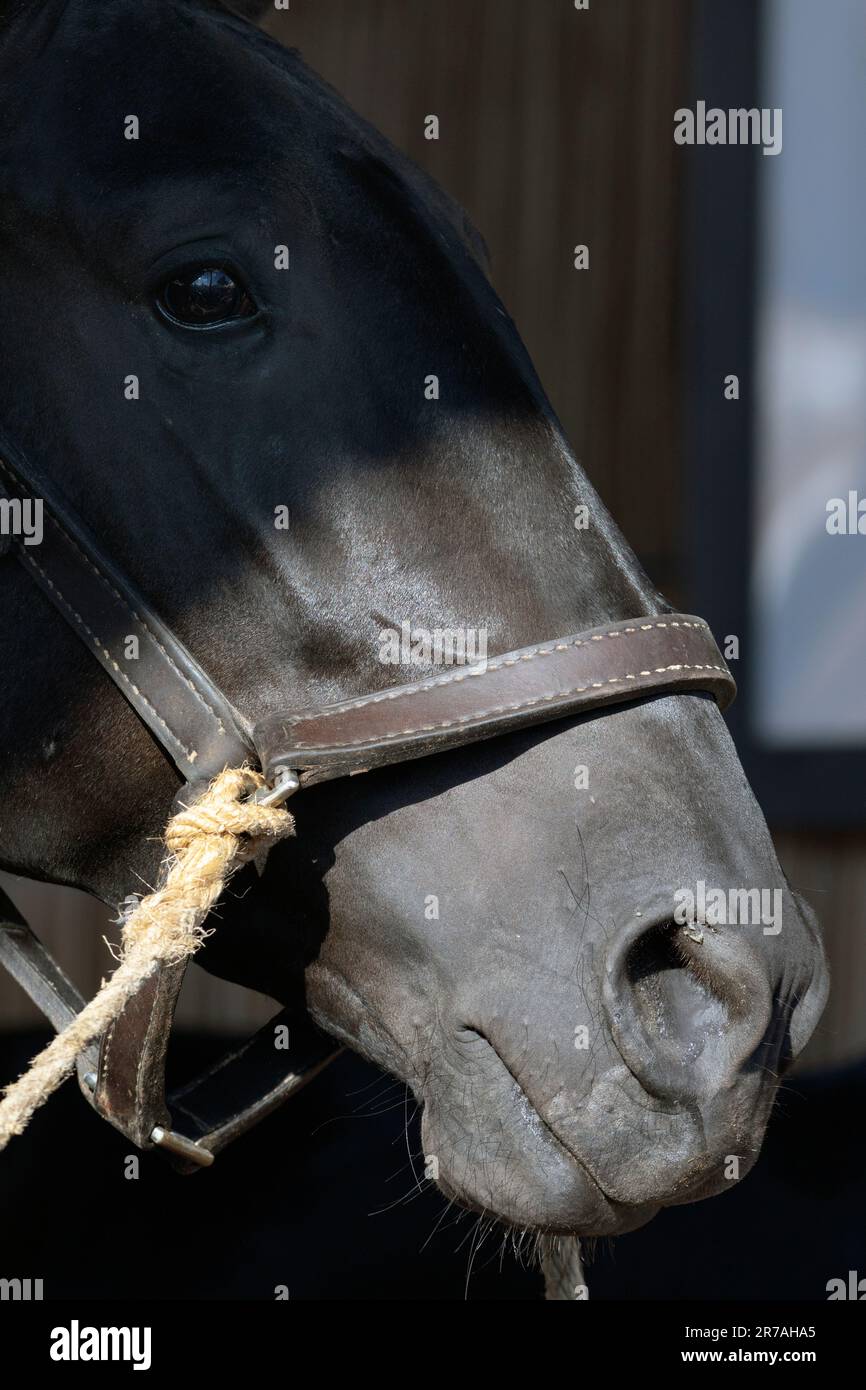 Europa, Portogallo, Regione di Alentejo, Golega, Cavallo Lusitano Nero in una scatola alla Fiera del Cavallo Golega 2022 (dettaglio) Foto Stock