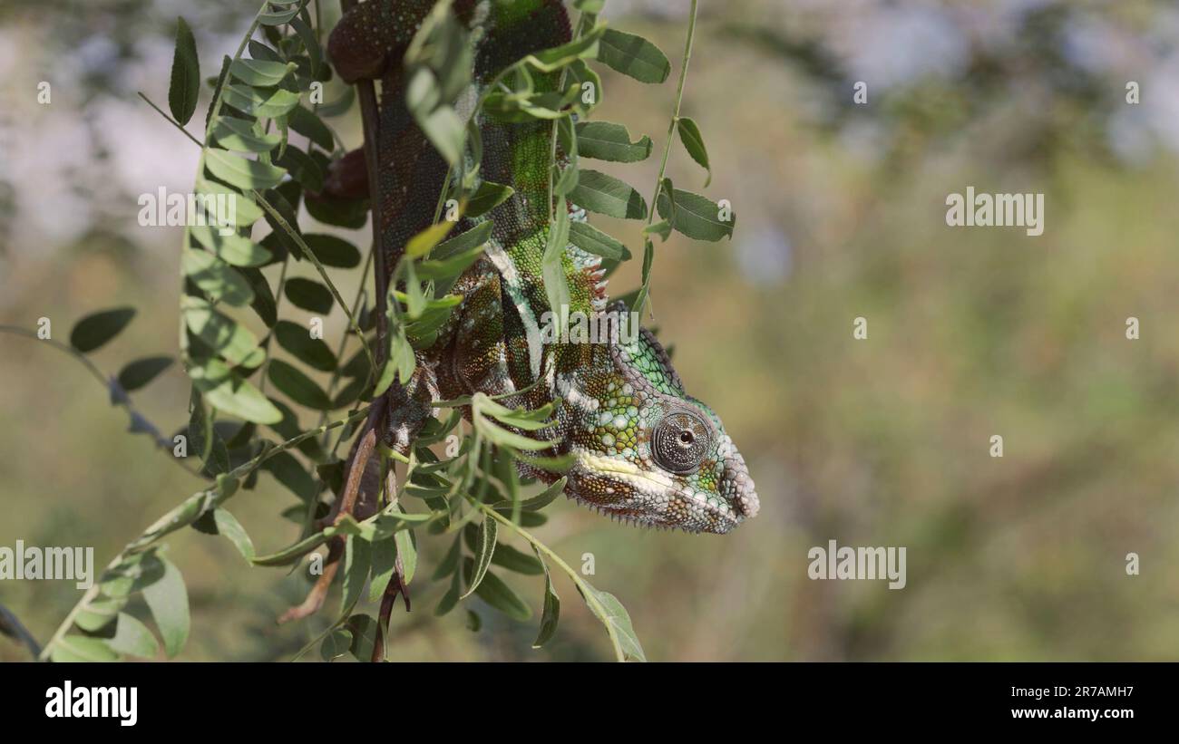 Primo piano di camaleonte verde brillante che si appende in giù ondeggiando su un sottile ramo d'albero tra foglie verdi nelle giornate di sole. Panther chameleon (Furcifer pardalis). bo Foto Stock