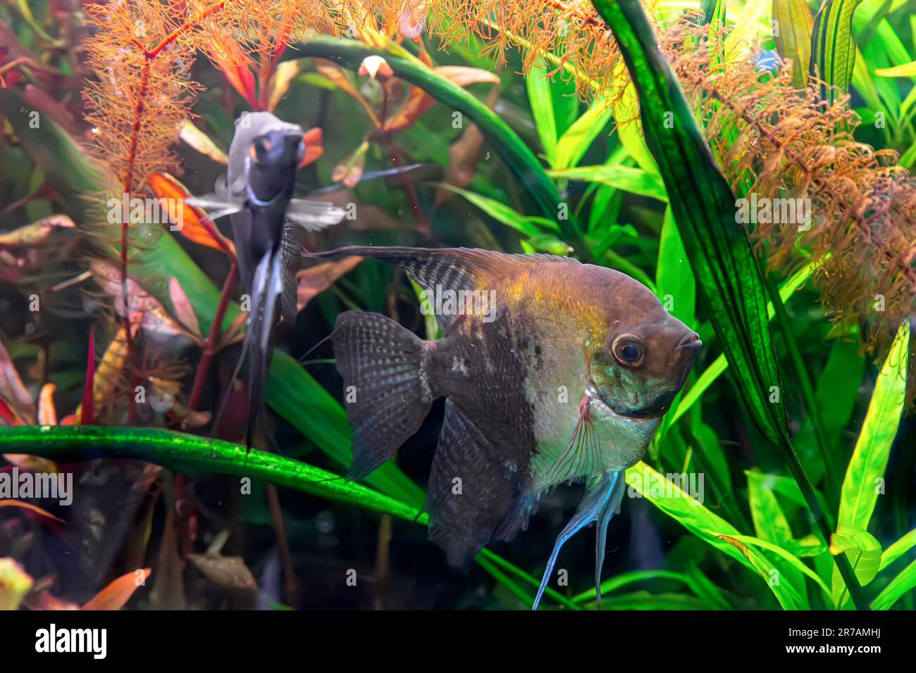 Pesci tropicali Pterophyllum scalare altum, angelfish nuoto in acqua acquario wtih alghe verdi. Pesce bruno nella piscina dell'oceanarium. Organismo acquatico, unde Foto Stock