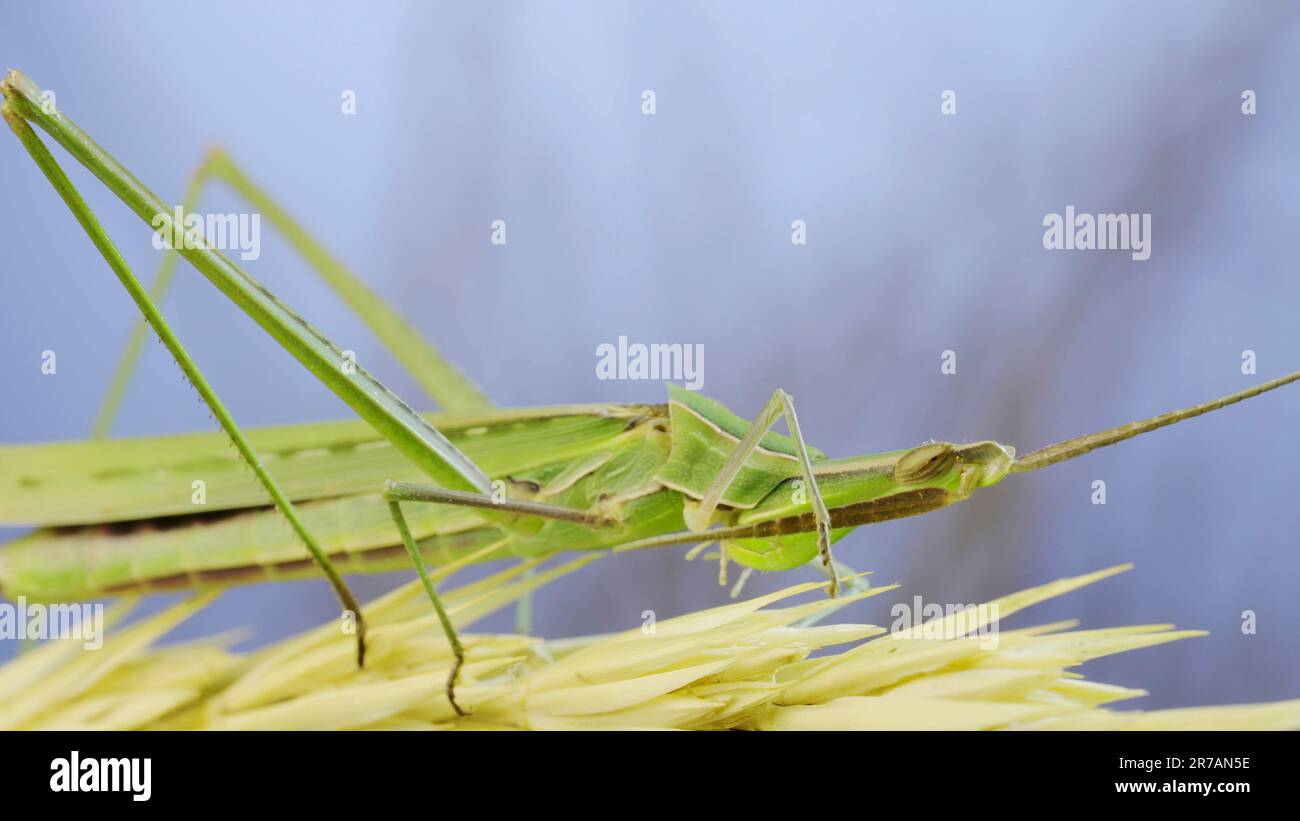 Il gigantesco cavallino verde inclinato Acrida si lava pulendo le antenne mentre si siede sullo spikelet sull'erba e sullo sfondo blu del cielo. Foto Stock