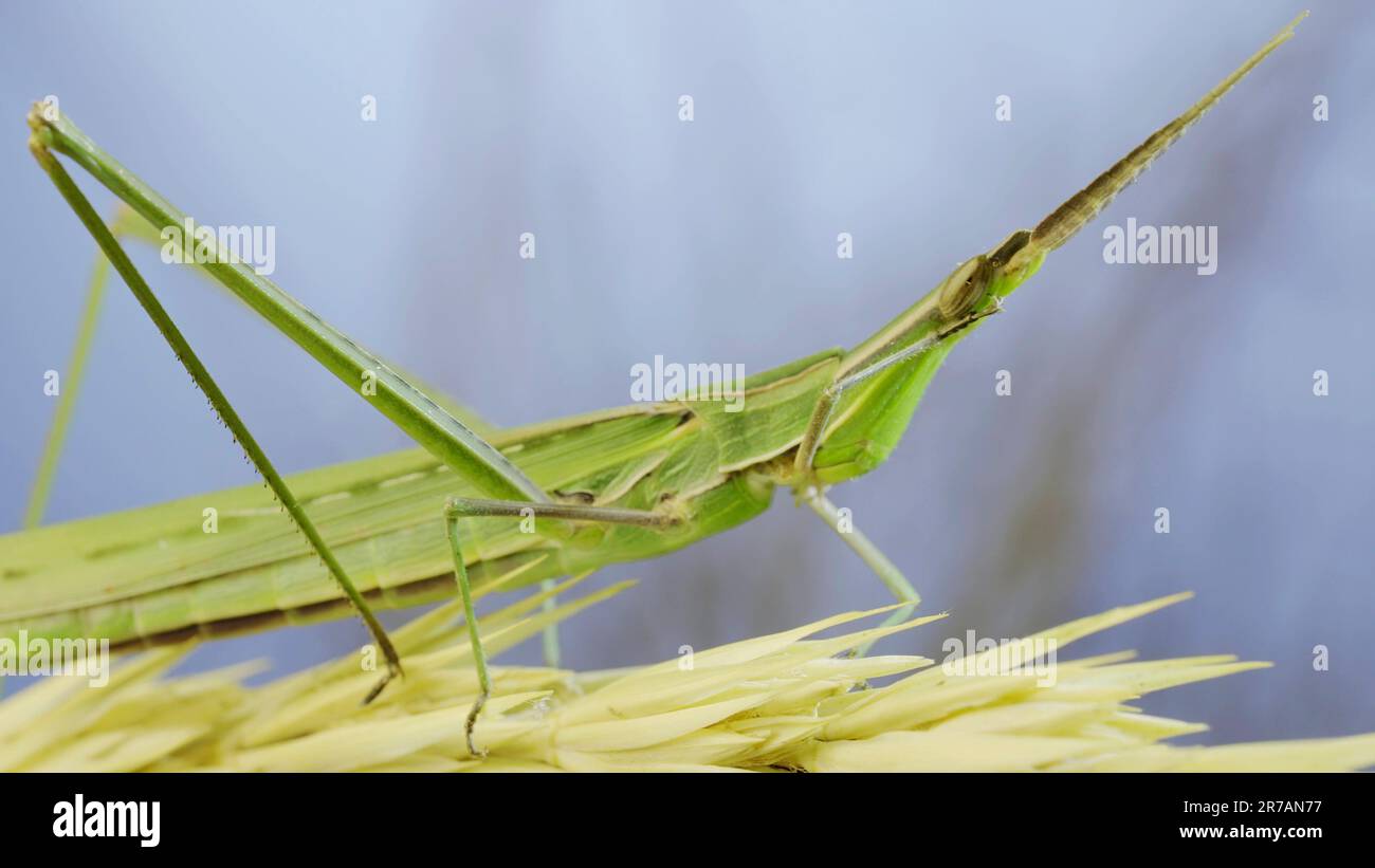 Il gigantesco cavallino verde inclinato Acrida si lava pulendo le antenne mentre si siede sullo spikelet sull'erba e sullo sfondo blu del cielo. Foto Stock