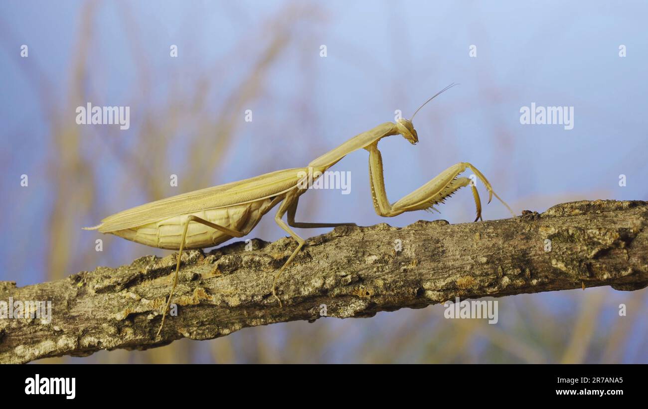 Grande donna che prega mantis seduto sul ramo in erba e cielo blu sfondo. Mantis europeo (Mantis religiosa) Foto Stock