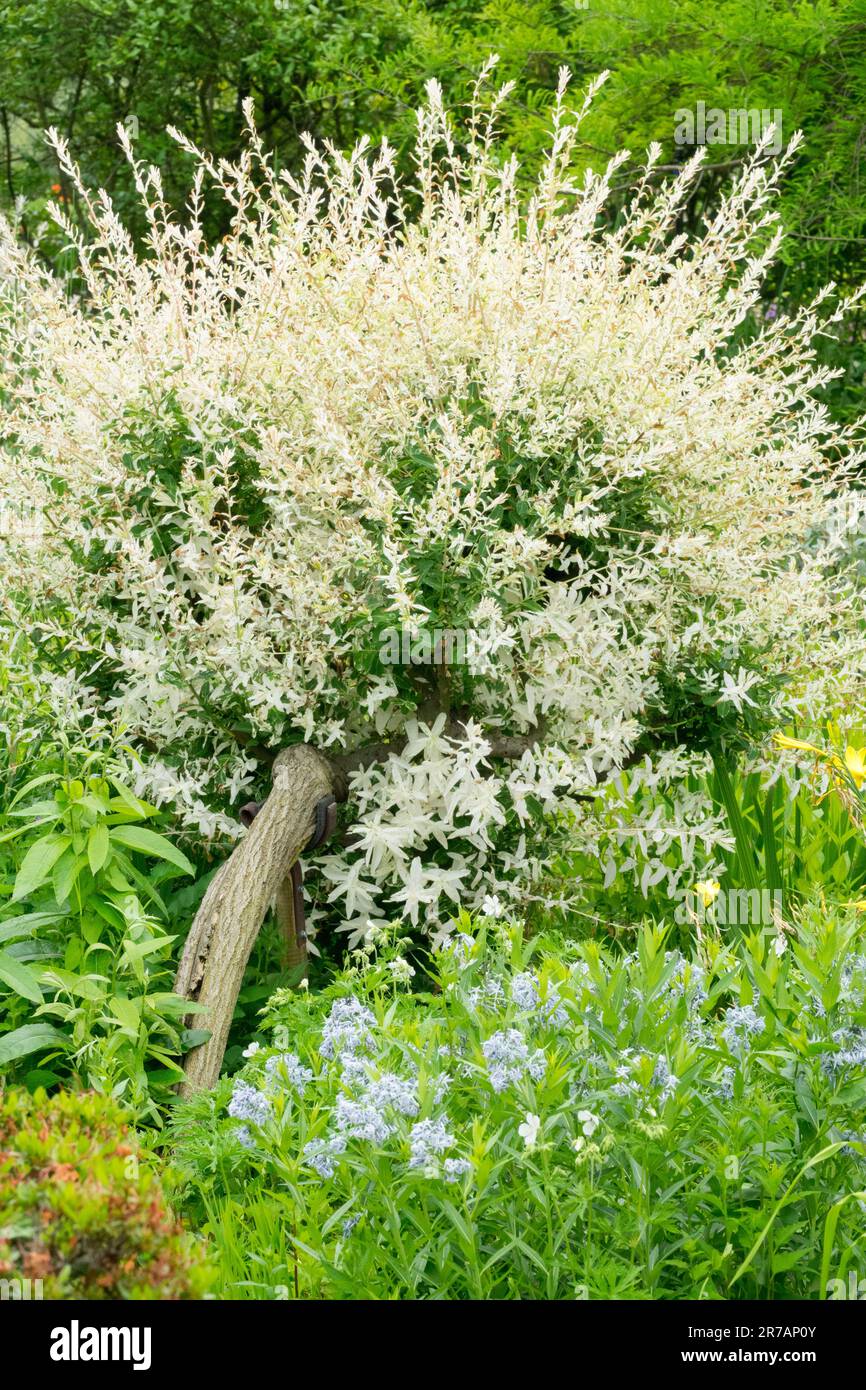 Salix integra, Tree, Garden, Salix integra 'Hakuro-Nishiki' salice imbottito Foto Stock