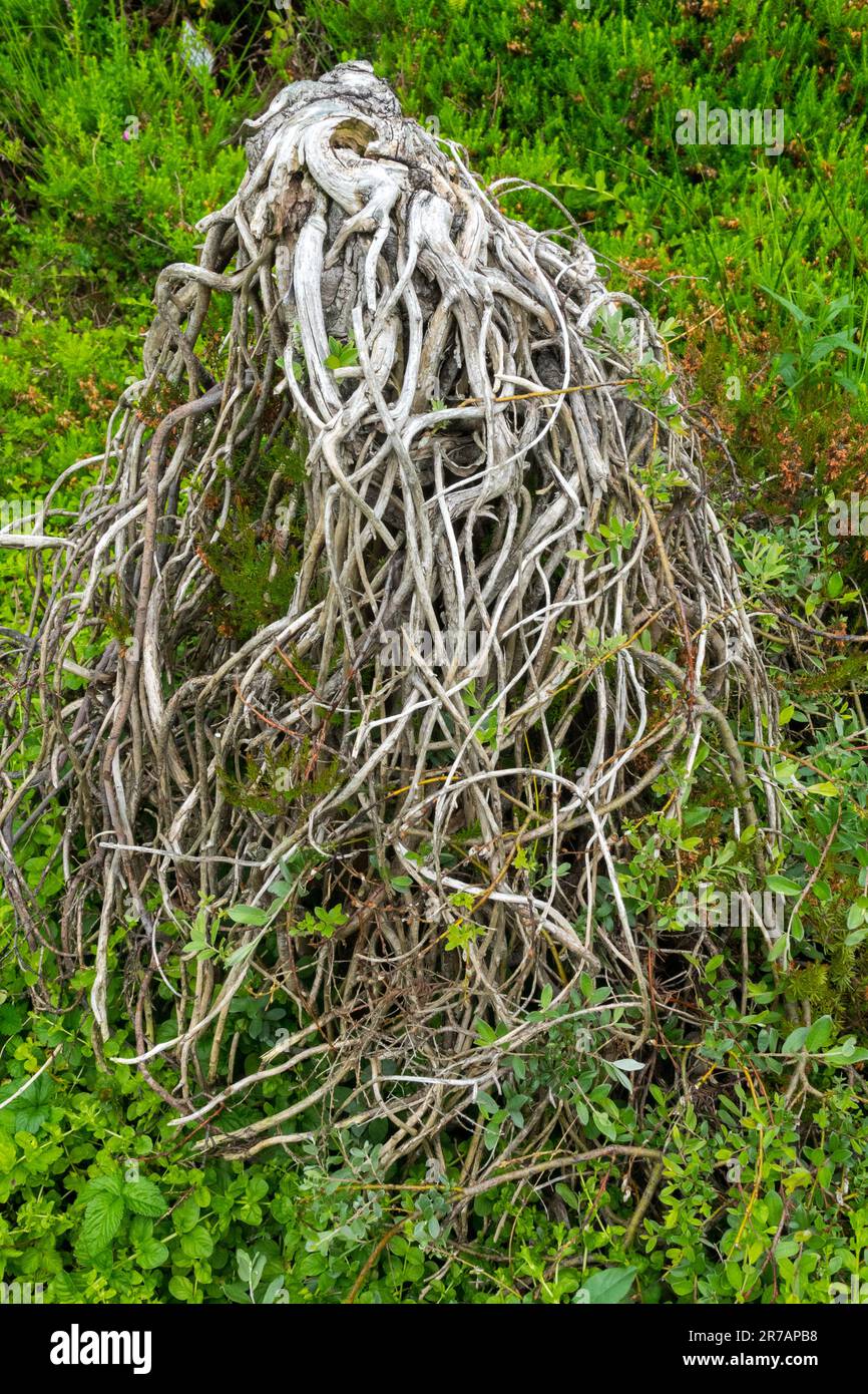 Il salice strisciante di Willow Salix ricorda 'Boyds Pendulous Dwarf Salix Prostrate Twigs rami piangenti Giardino dell'albero nano Creeper Trunk Shaped Plant deciduous Foto Stock