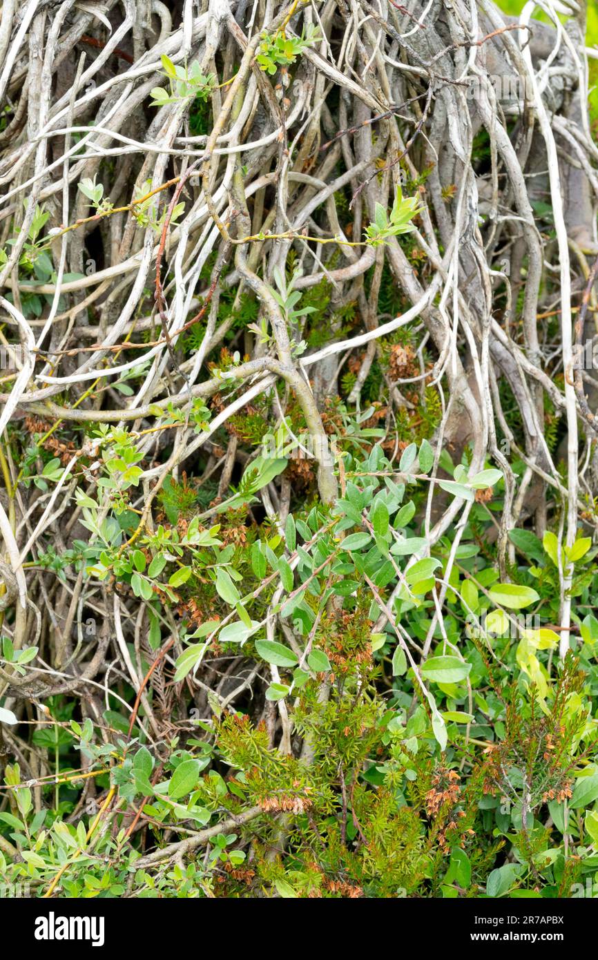 Salix 'Boyds pendulous', salice strisciante, deciduo, pianta, prostrato, Ramoscelli Foto Stock