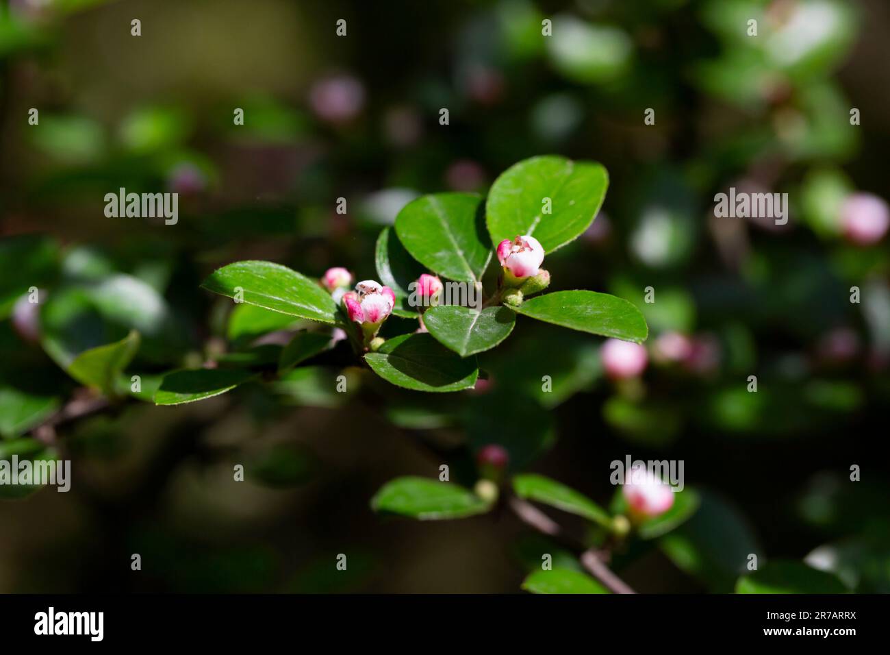 Bearberry cotoneaster radicans fiore bianco - nome latino - Cotoneaster dammeri radicans, fuoco selettivo Foto Stock