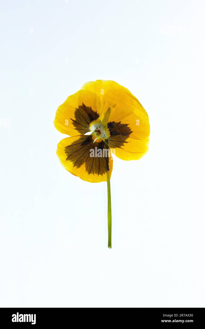 Un fiore giallo pansy su uno sfondo bianco. Foto Stock