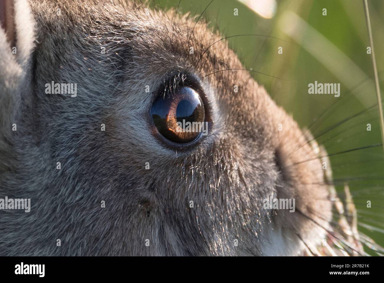 Bel primo piano di un coniglio selvatico con occhi bruni e luminosi Foto Stock