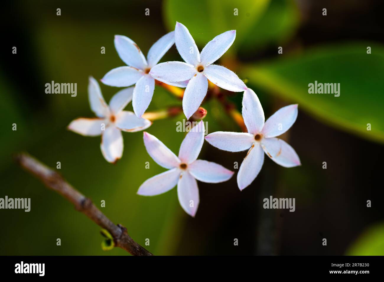 Le piccole fioriture bianche impilate una sopra l'altra, situate su uno sfondo scuro Foto Stock