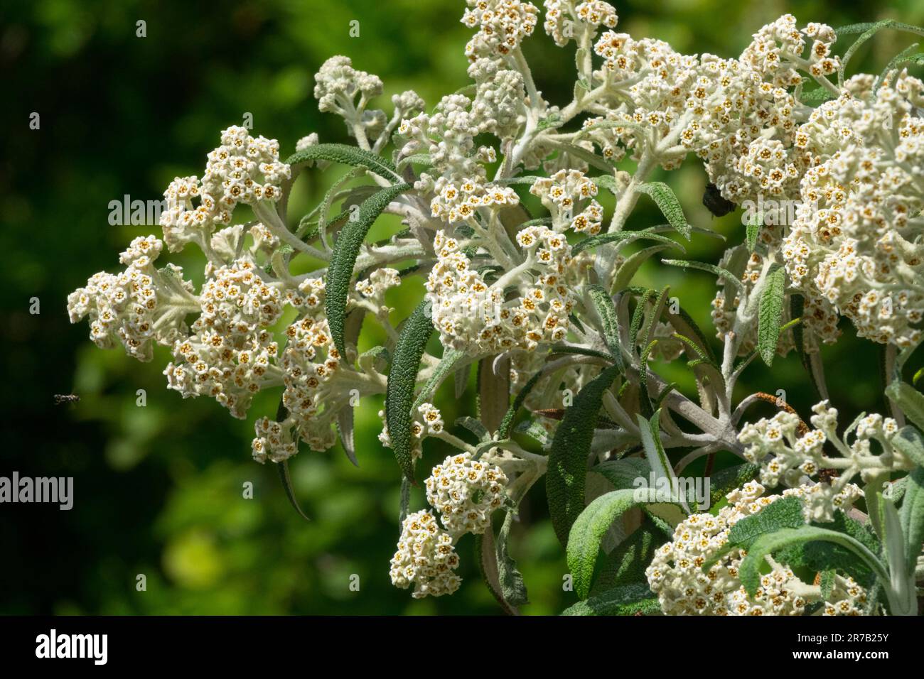 Buddleja loricata Butterfly Bush Foto Stock