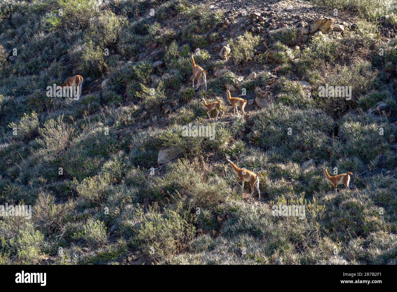 Una piccola mandria di Guanacos, lama guanicoe, su una collina nel Parco Provinciale di Ischigualasto, San Juan, Argentina. Foto Stock