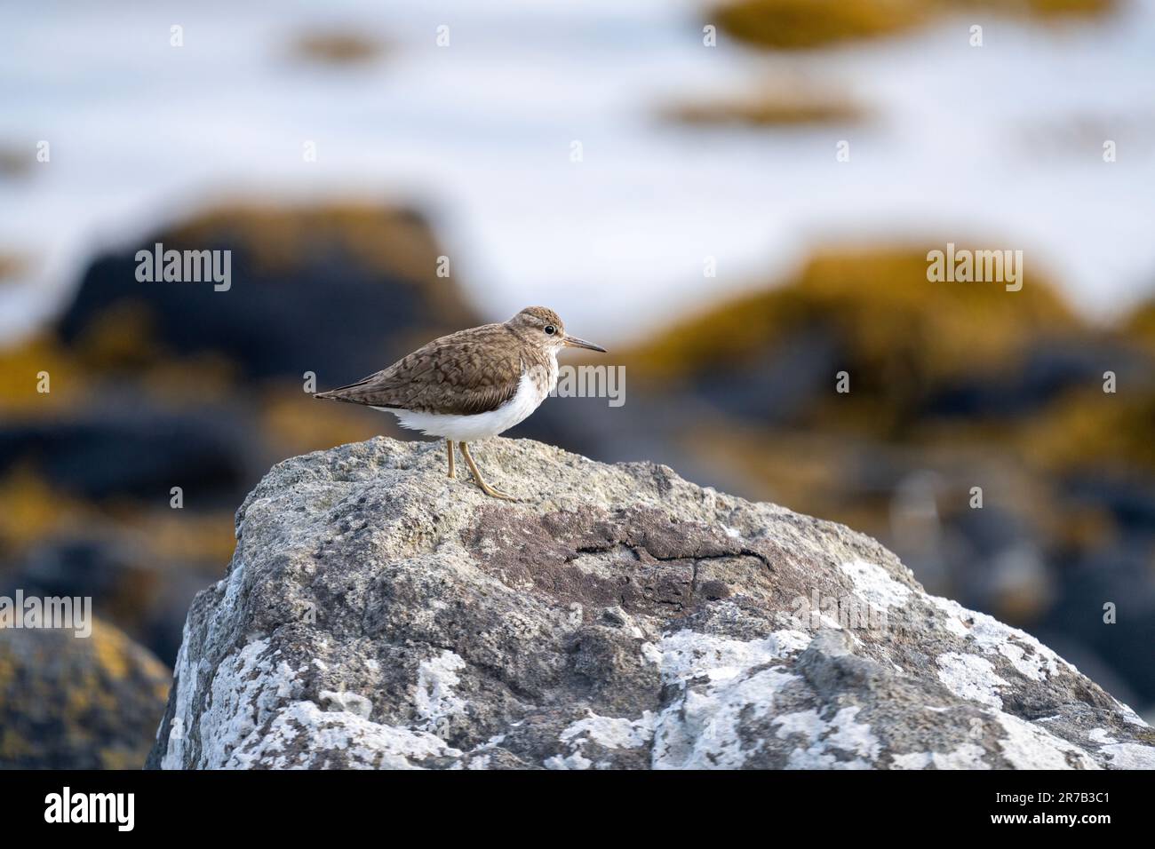 Portait Sandpiper comune (Activis hypoleucos) Foto Stock