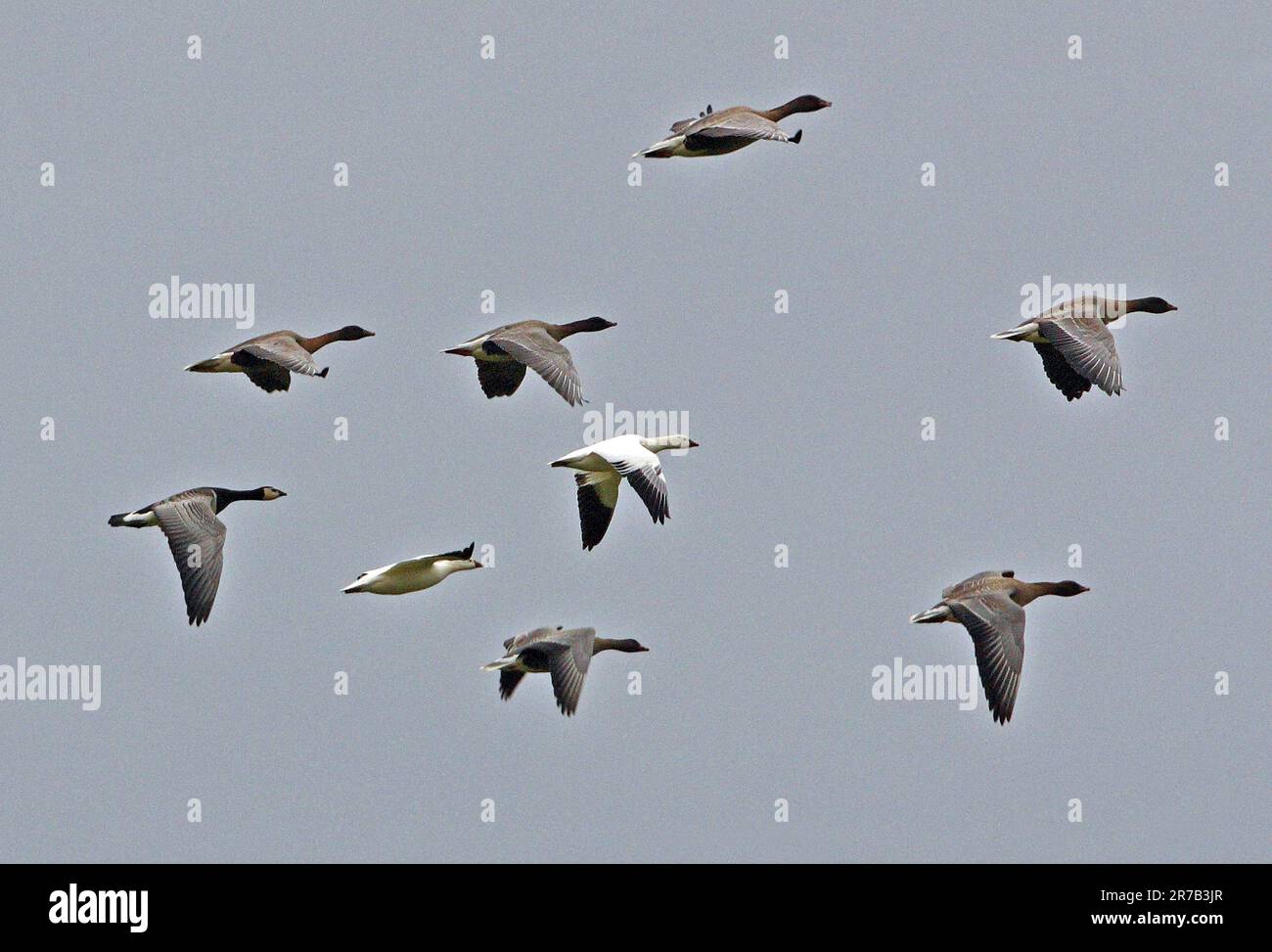 Ross Goose (Chen rossi), Pink-footed Goose (Anser brachyrhynchus) e Barnacle Goose (Branta leucopsis) in volo Eccles-on-Sea, Norfolk Foto Stock