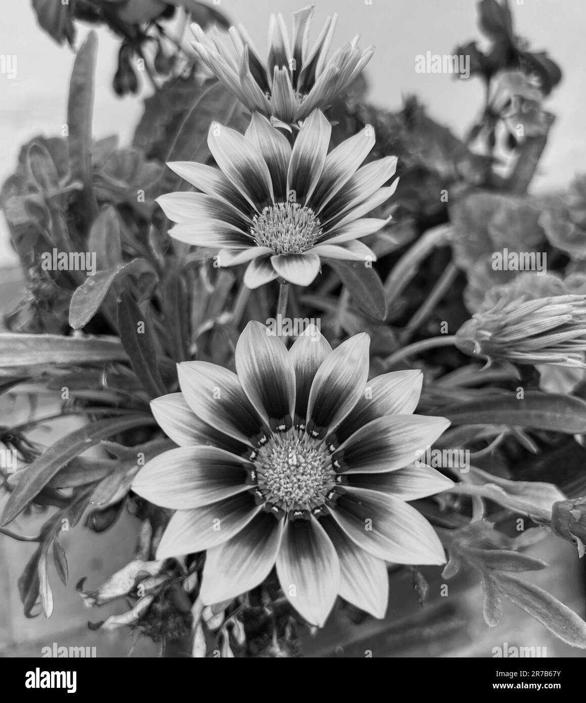 Un'immagine in scala di grigi ad alta risoluzione di fiori di Gazania Foto Stock