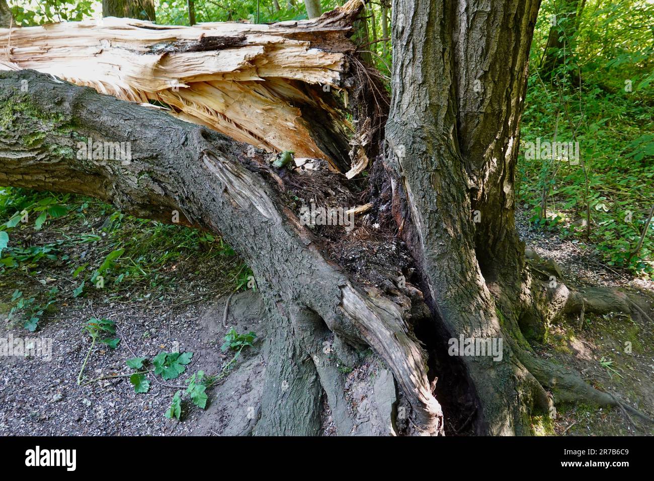 Un albero marcio si è rotto alla base del suo tronco. Foto Stock