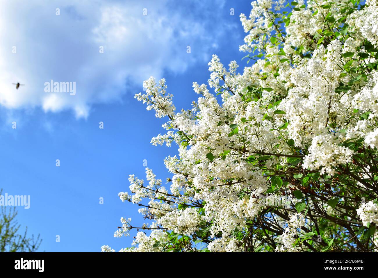 Scopri la bellezza mozzafiato di una foresta illuminata dal sole adornata da diversi fiori in fiore, un'armoniosa esposizione di vivaci arazzi della natura Foto Stock