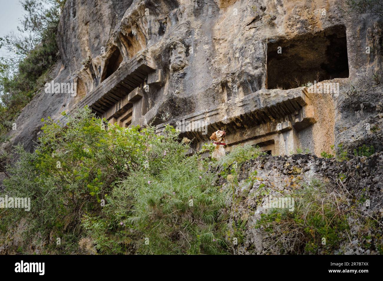 Spaniel siede sulle rocce sullo sfondo della necropoli con le tombe di roccia Licia, tempo di viaggio. PET vita circondata da persone e storico Foto Stock