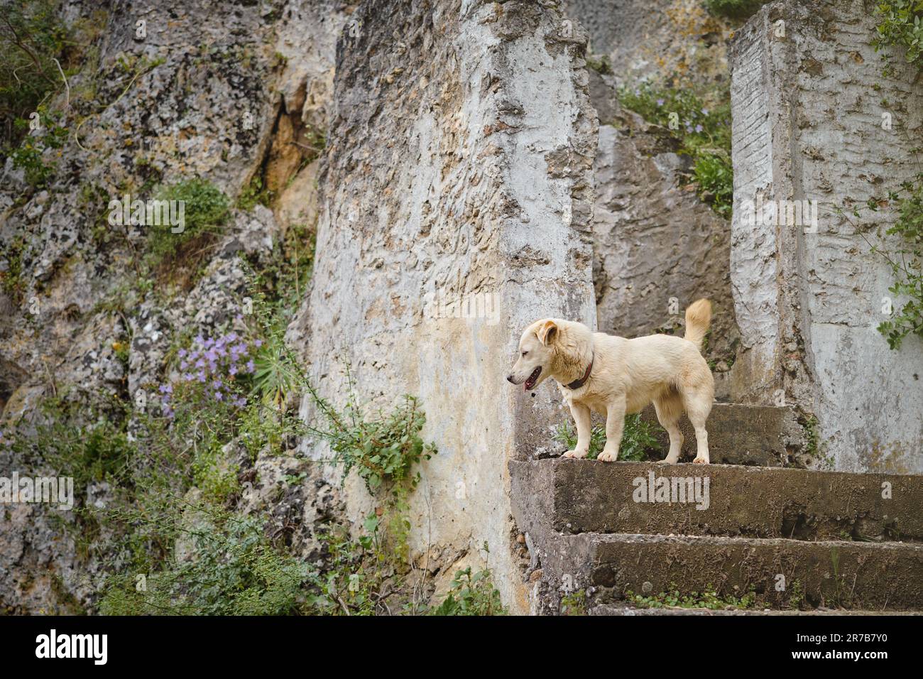 I cani si trovano sui gradini di fronte all'ingresso della necropoli con tombe di roccia Licia, tempo di viaggio. PET vita circondata da persone e storico p Foto Stock