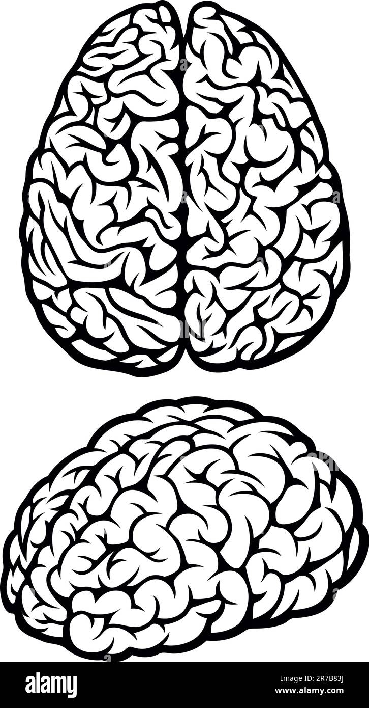 Cervello. Illustrazione vettoriale Illustrazione Vettoriale