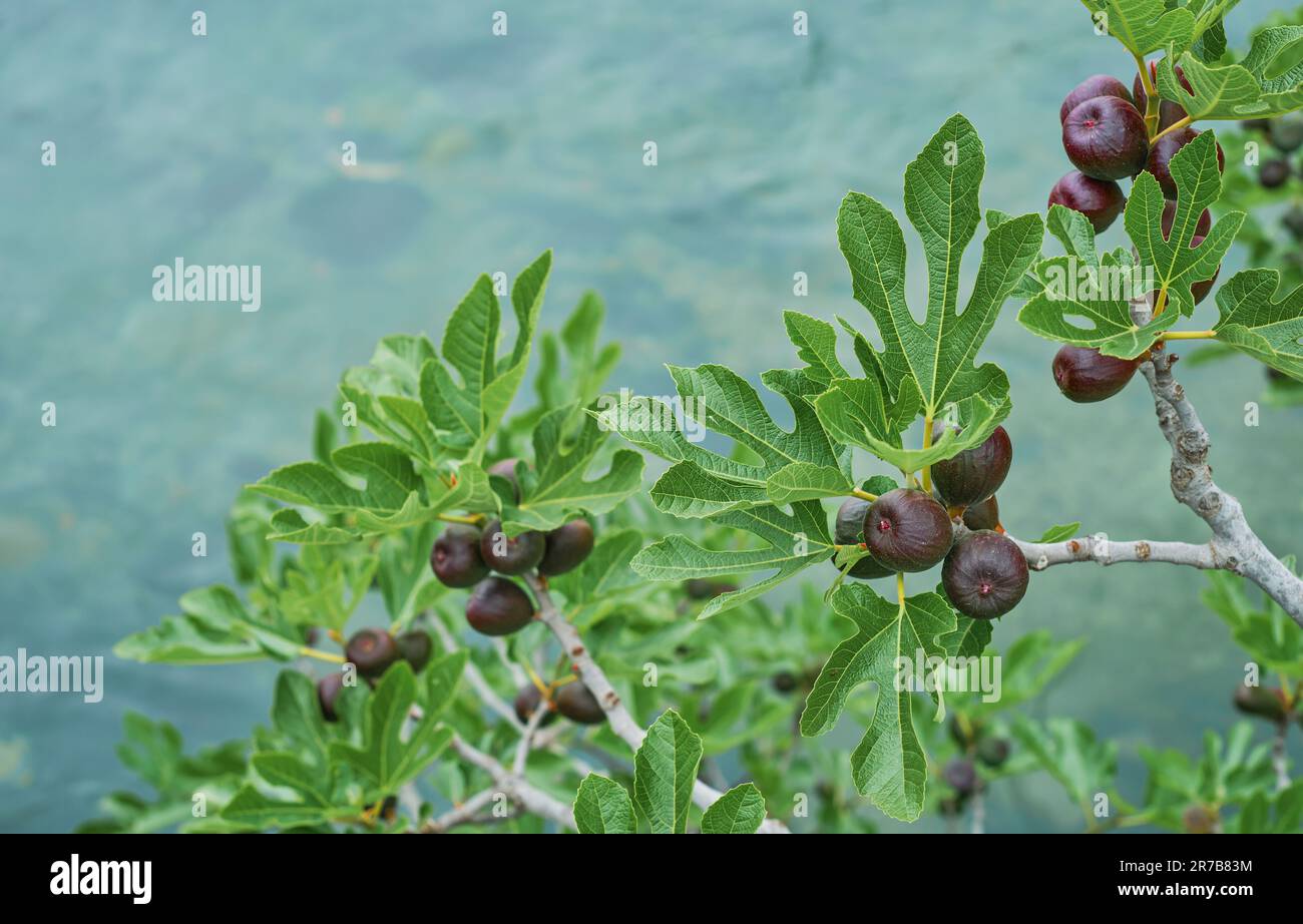 fico con fichi maturi, fuoco selettivo per la frutta. Il fico cresce su un torrente di montagna, un'agricoltura sostenibile e la cura dell'ambiente Foto Stock