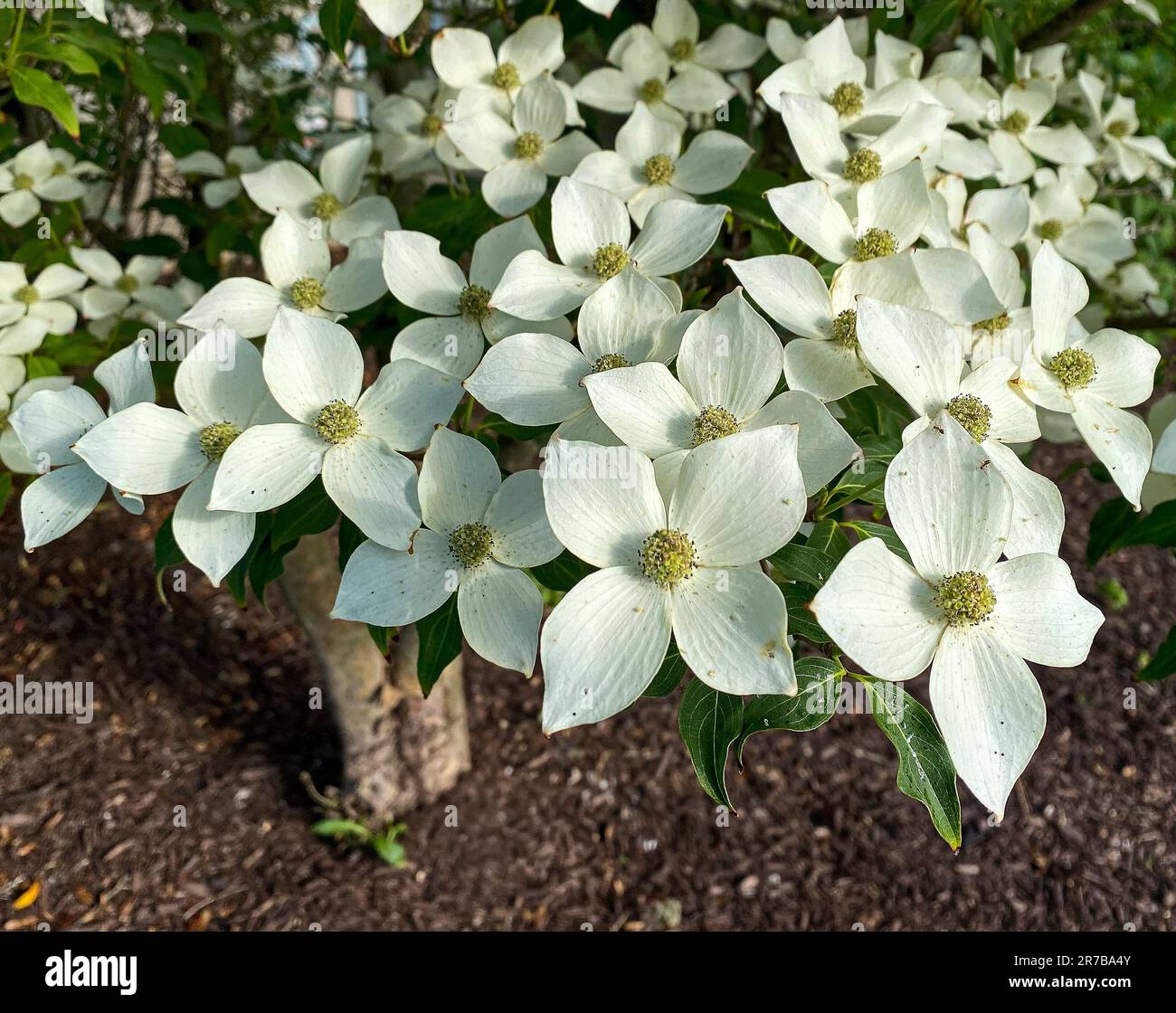 dogwood Tree, bratti bianchi che circondano piccoli fiori, Cornus florida, cresce 1-2 piedi/anno, natura, Pennsylvania, PA, primavera Foto Stock