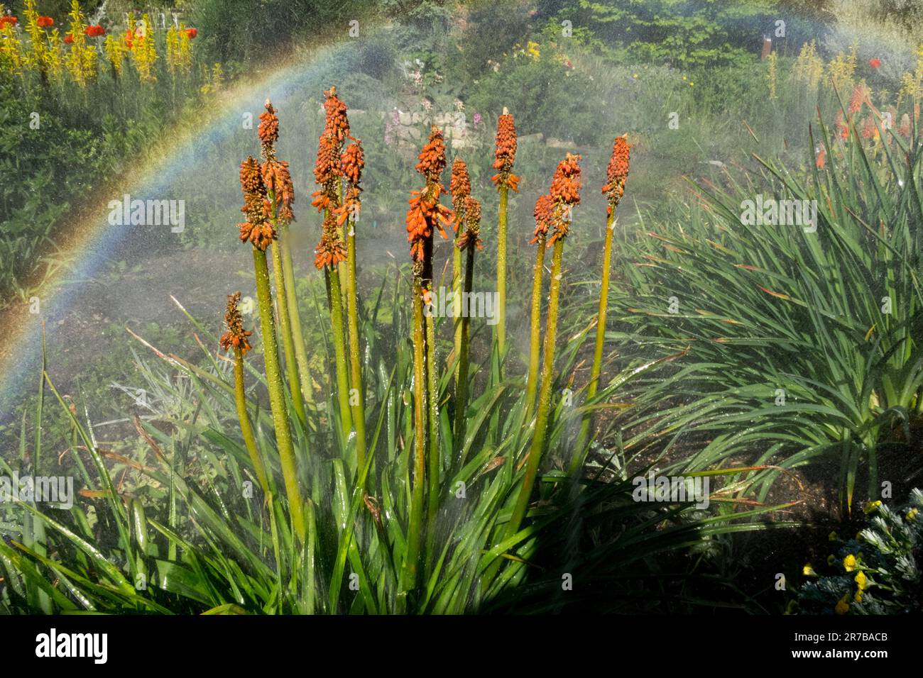 Irrigazione, giardino, fiori, arcobaleno Foto Stock