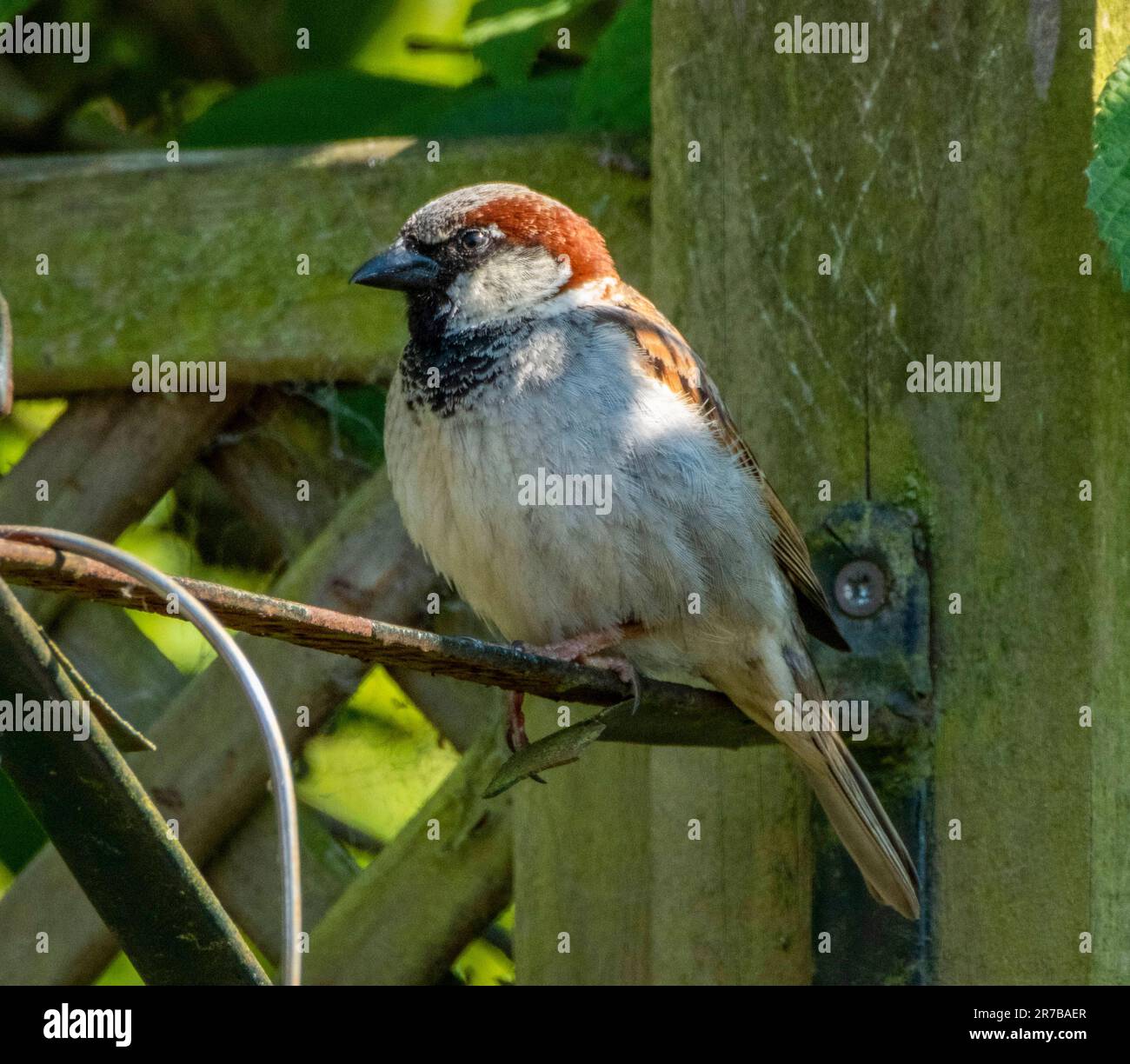 Maschio Casa Sparrow, Passer domesticus arroccato in un giardino, West Lothian, Scozia Foto Stock