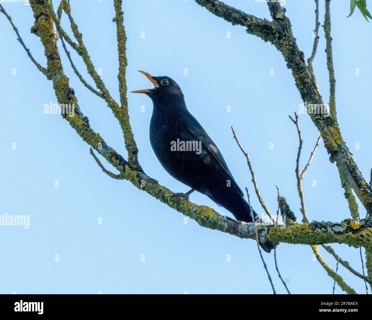 Maschio Blackbird (Turdus merula) canta in un albero, West Lothian, Regno Unito Foto Stock