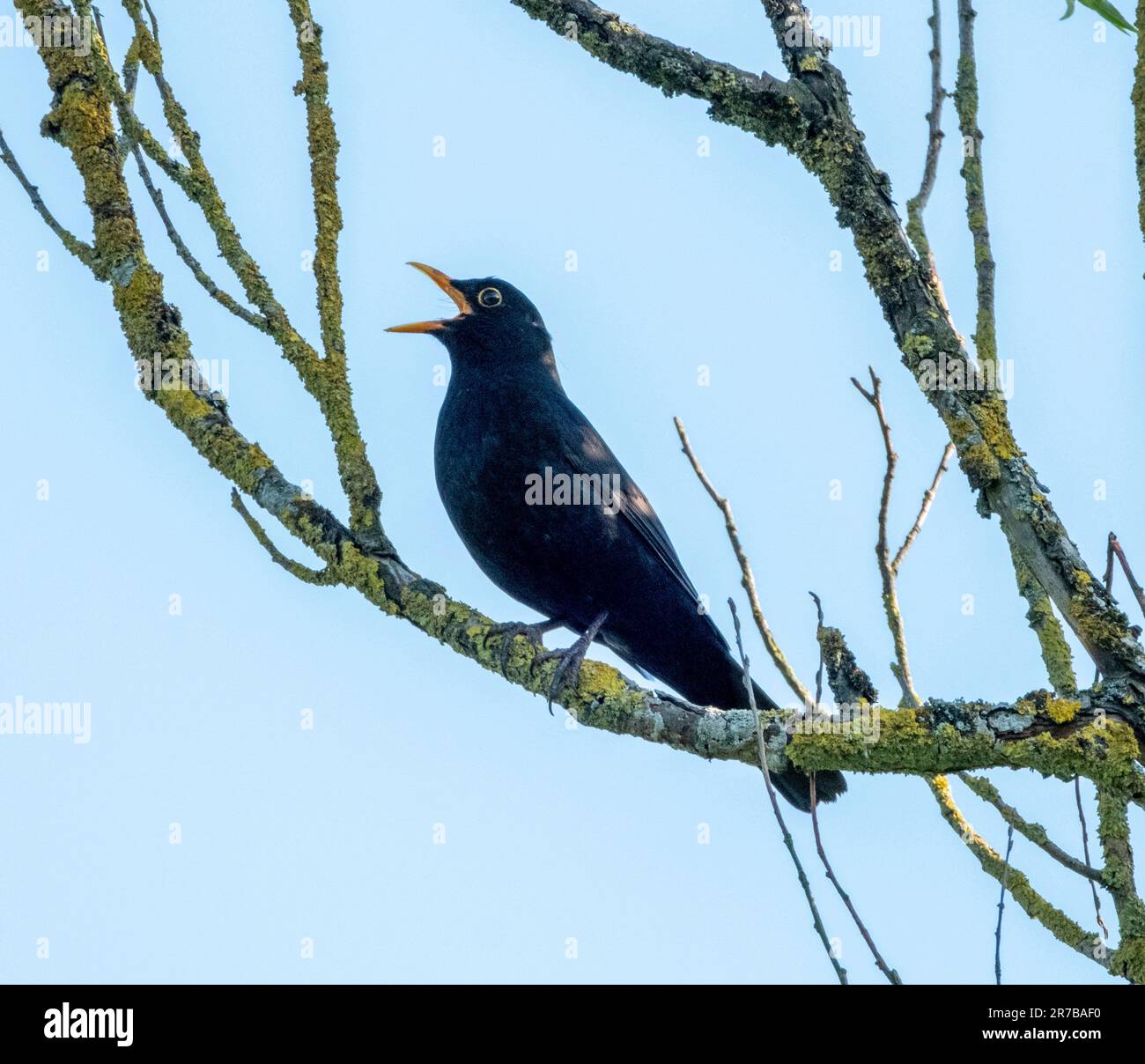 Maschio Blackbird (Turdus merula) canta in un albero, West Lothian, Regno Unito Foto Stock