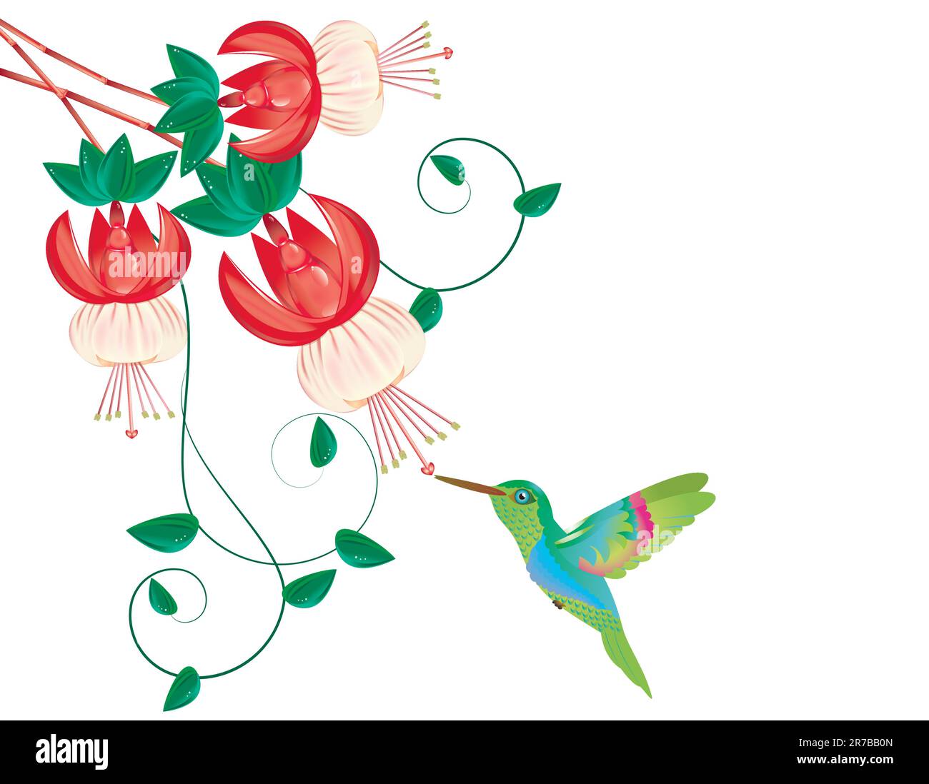 Colibrì che prende nettare da un fiore, su sfondo bianco Illustrazione Vettoriale